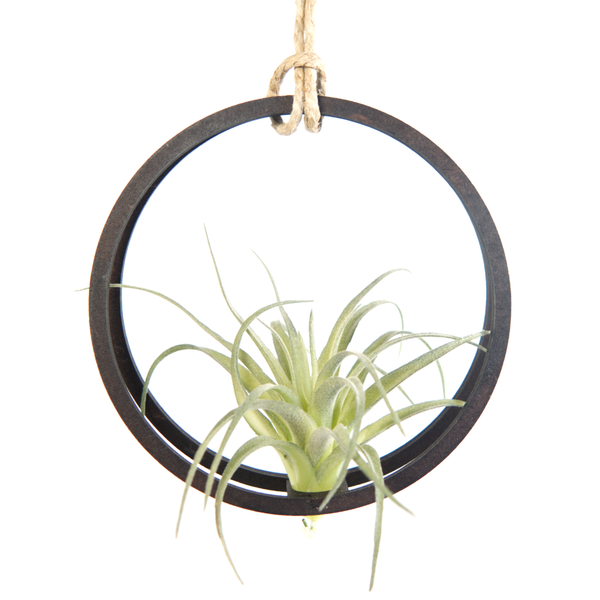 Orbit Air Plant Hanger