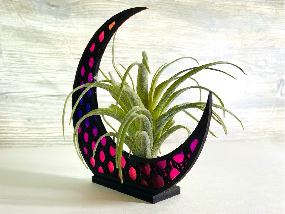 Celestial Moon Air Plant Holder - LuxArcane