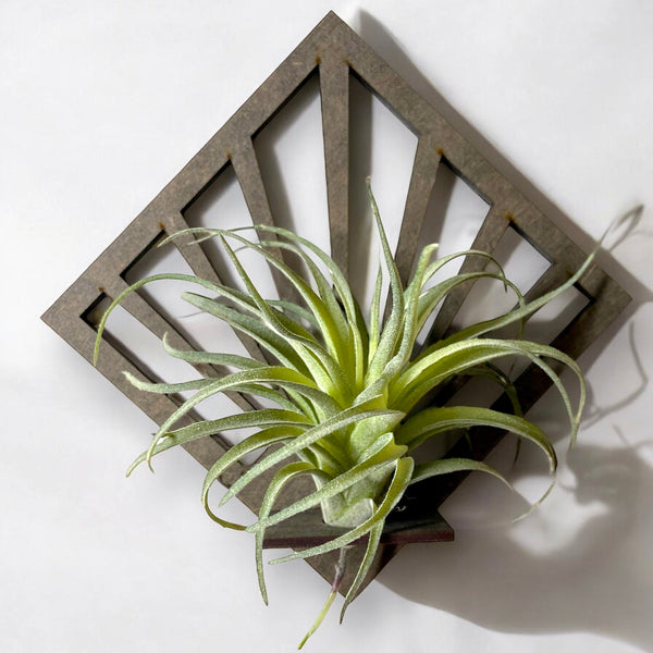 Diamond Art Deco Air Plant Holder - LuxArcane