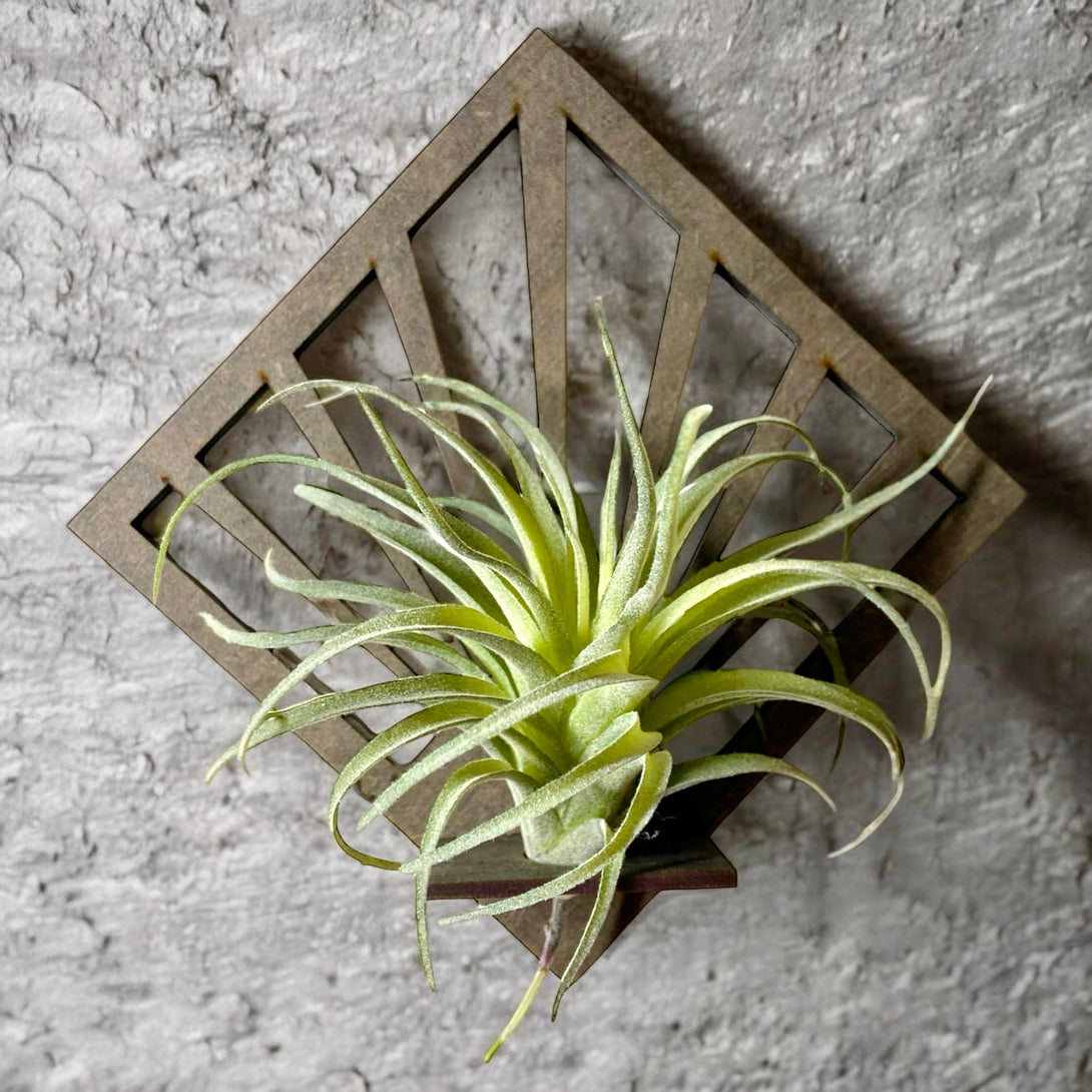 Diamond Art Deco Air Plant Holder - LuxArcane